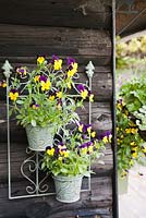 Viola in wall mounted decorative container