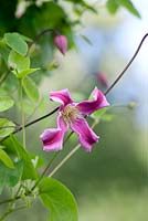Clematis 'Duchess of Albany'