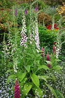 Gravetye Manor, in early summer. Digitalis purpurea 'Pam's Choice' and Lupinus 'Morello Cherry' in a sea of Forget-Me-Nots.