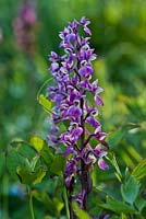 Orchis mascula - early purple orchid 