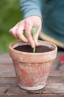 Propagation of wormwood Artemisia absinthium. Woman planting wornwood cuttings in a pot filled with compost