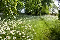 Pathway through meadow of daisies in summer orchard.