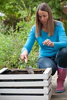 Planting tomatoes in a wooden crate. Step by step.