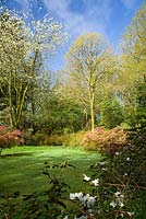 Grassy clearing bordered by Rhodendrons and cherry tree in blossom. 