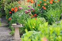 Bird bath with blackbird and summer border featuring Papaver orientale and Meconopsis cambrica