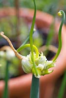 Allium cepa Proliferum, 'Tree Onion'