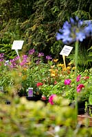 Herbaceous plants for sale in nursery area, Osteospermum, Agapanthus and Pelargonium