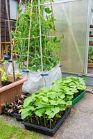 Young french bean plants, hardening off outside greenhouse