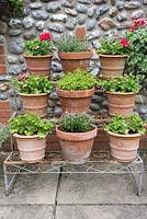 Wrought iron plant theatre displaying terracotta pots of Thyme and Pelargoniums