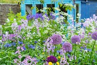Cottage garden border with alliums and dame's violet with blue painted potting shed in background
