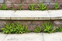 Asplenium trichomanes - Maidenhair Spleenwort,  established on garden steps