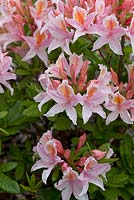 Azalea 'Irene Koster' white blushed pink flowers