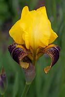 Iris 'Rajah'