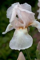 Iris 'Pearly Dawn'