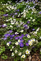 Anemone blanda - delightful early Spring colour in a West Country garden. Late April
