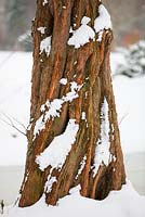 Metasequoia glyptostroboides - Shui-hsa. Tree, trunk in snow.