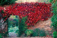 Brick wall covered in Boston Ivy - Parthenocissus tricuspidata  
