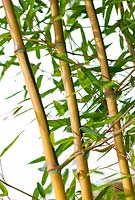 Phyllostachys aureosulcata f. spectabilis, Golden-Groove Bamboo.