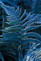 Polystichum setiferum, Soft sheid fern, divislobum group. 
