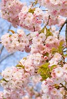 Prunus 'Pink Perfection'