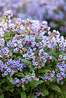 Pulmonaria officinalis 'Cambridge Blue', Soldiers and Sailors, Spotted Dog
