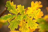 Quercus robur) - English Oak 