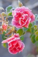 Rosa 'Pink Flower Carpet' (Noatraum)