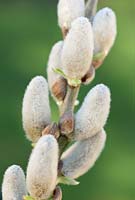 Salix hookeriana - Pussy Willow 