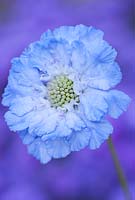 Scabiosa caucasica 'Clive Greaves', Scabious.  September, early autumn. Portrait of blue flower.