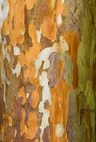 Stewartia pseudocamellia - Japanese Stewartia bark. 