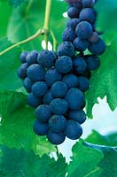 Vitis vinifera schiave grossa syn Black Hamburgh. Grape Vine. Close up of purple dark fruit.