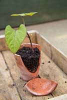 Young plant in a broken terracotta pot, roots exposed