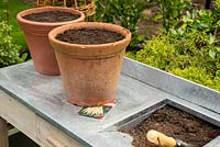 Step by Step -  Planting Carrot 'Creme de Lite' in terracotta pots