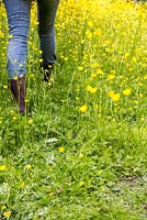 Woman walking through a field of Ranunculus, Buttercups