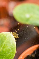 Group of baby common Garden Spiders, Araneus diadematus