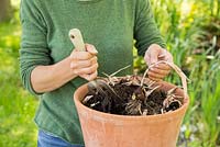 Step by Step -  Lifting and storing Tulip bulbs