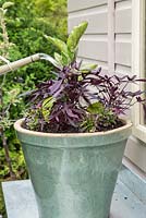 Step by Step -  Adding Lobelia 'Crystal Palace' to container of Aubergine and Iponoea