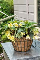 Step by Step -  Planting container of Begonia 'Honeymoon', Million kisses series and Helichrysum variegated