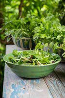Step by Step -  Harvesting Mixed lettuce 'Contrasts', Niche Oriental mixed and Rocket