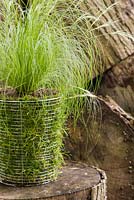 Step by Step -  Creating a turf pot using Carex comans 'Frosted Curls' - completed pot