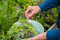 Step by Step -  Harvesting Oriental 'All Greens Mix' from large vegetable trug