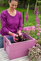 Step by Step -  Planting a container of Argyranthemum 'Percussion Rose', Bacopas 'Abunda Pink', Scopia 'Double Ballerina Pink' and Ajuga 'Burgundy Glow' - adding compost 