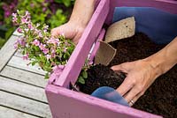Step by Step -  Planting the Scopia 'Double Ballerina Pink' through the side. This lovely trailing plant and will give additional width and add interest to your container - Planting a container of Argyranthemum 'Percussion Rose', Bacopas 'Abunda Pink', Scopia 'Double Ballerina Pink' and Ajuga 'Burgundy Glow'