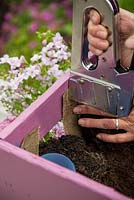 Step by Step -  Planting a container of Argyranthemum 'Percussion Rose', Bacopas 'Abunda Pink', Scopia 'Double Ballerina Pink' and Ajuga 'Burgundy Glow'