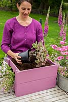 Step by Step -  Arranging plants -  Planting a container of Argyranthemum 'Percussion Rose', Bacopas 'Abunda Pink', Scopia 'Double Ballerina Pink' and Ajuga 'Burgundy Glow'