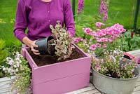 Step by Step -  Planting a container of Argyranthemum 'Percussion Rose', Bacopas 'Abunda Pink', Scopia 'Double Ballerina Pink' and Ajuga 'Burgundy Glow'
