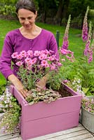 Step by Step -  Planting a container of Argyranthemum 'Percussion Rose', Bacopas 'Abunda Pink', Scopia 'Double Ballerina Pink' and Ajuga 'Burgundy Glow'

