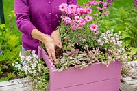 Step by Step -  Planting a container of Argyranthemum 'Percussion Rose', Bacopas 'Abunda Pink', Scopia 'Double Ballerina Pink' and Ajuga 'Burgundy Glow' - topping up the compost

