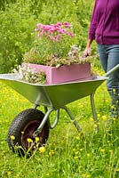 Step by Step -  Transporting a container of Argyranthemum 'Percussion Rose', Bacopas 'Abunda Pink', Scopia 'Double Ballerina Pink' and Ajuga 'Burgundy Glow' through a path of buttercups
