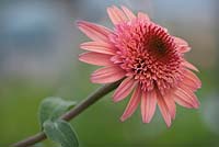 echinacea 'Raspberry Truffle' - coneflower